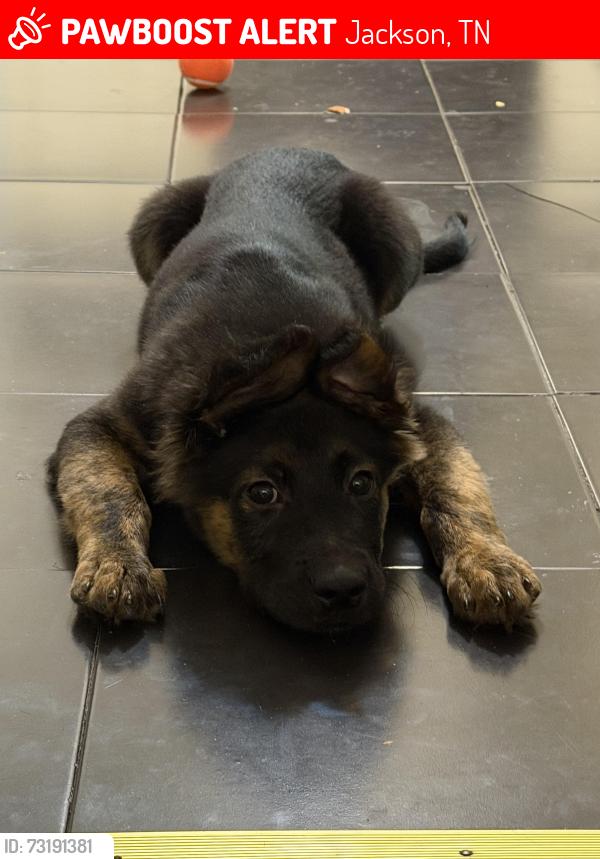 Lost Female Dog last seen Newton street, Jackson, TN 38301
