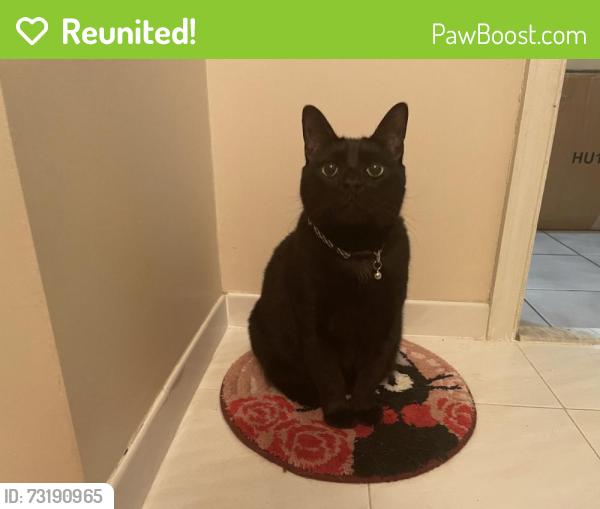 Reunited Male Cat last seen Near SW 92nd Ct, Miami, FL 33157, USA, Miami, FL 33157