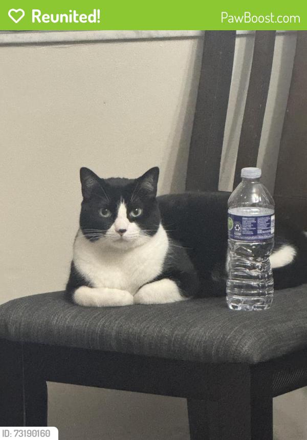 Reunited Male Cat last seen apmt complex behind city furniture store near mater academy high school, Hialeah, FL 33016