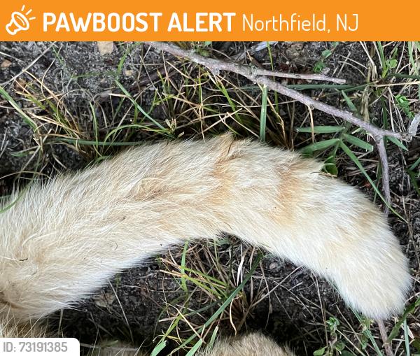 Found/Stray Unknown Cat last seen Burton Ave and Tilton Rd, Northfield, NJ 08225