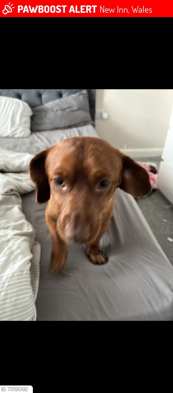 Lost Male Dog last seen On the field, New Inn, Wales 