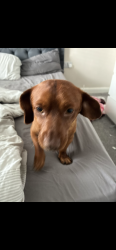 Lost Male Dog last seen On the field, New Inn, Wales 