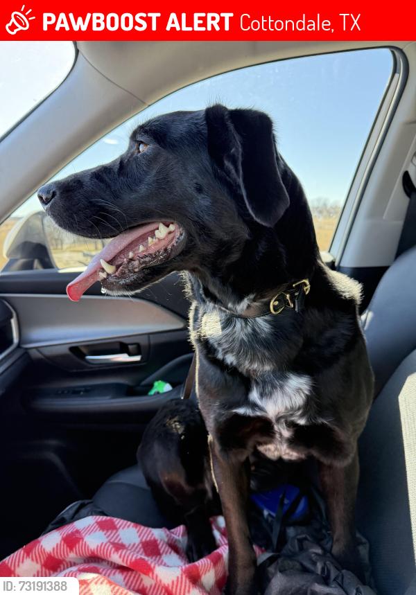 Lost Female Dog last seen Cottondale Store and Dollar General, Cottondale, TX 76073
