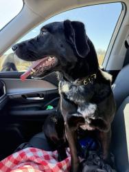 Lost Female Dog last seen Cottondale Store and Dollar General, Cottondale, TX 76073