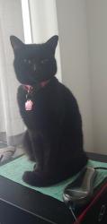 Reunited Female Cat last seen Priory school, Kingston upon Hull, England HU5 5RU