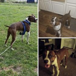 Reunited Male Dog last seen Leonard/ Sweet St. NE, Grand Rapids, MI 49505