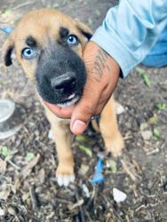 Found/Stray Male Dog last seen Southlark st, Houston, TX 77033