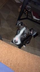 Lost Female Dog last seen Water track ln, Ocala, FL 34472