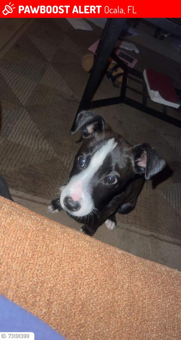 Lost Female Dog last seen Water track ln, Ocala, FL 34472