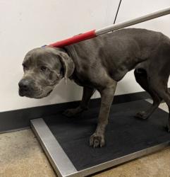 Shelter Stray Male Dog last seen Near EMPIRE, 5th District, OH, 9203 Detroit Ave, Cleveland, OH 44102, USA