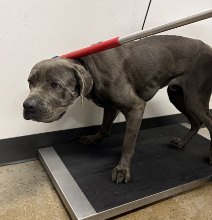 Shelter Stray Male Dog last seen Near EMPIRE, 5th District, OH, 9203 Detroit Ave, Cleveland, OH 44102, USA