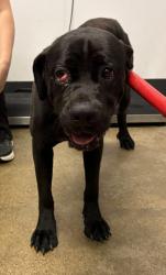 Shelter Stray Male Dog last seen Near EMPIRE, 5th District, OH, 9203 Detroit Ave, Cleveland, OH 44102, USA