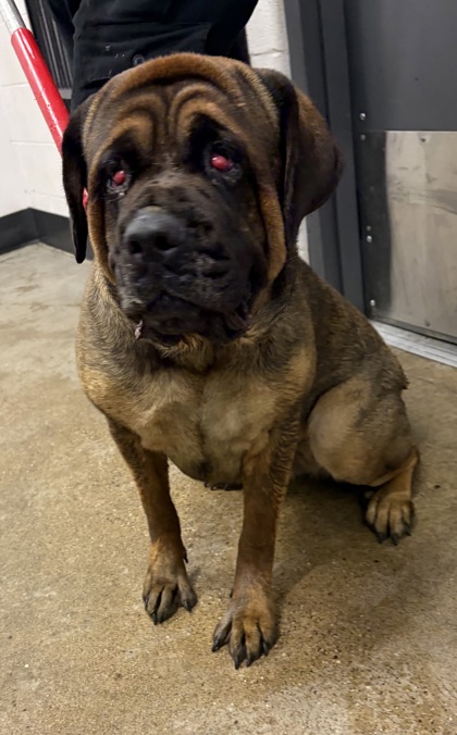 Shelter Stray Female Dog last seen Near EMPIRE, 5th District, OH, 9203 Detroit Ave, Cleveland, OH 44102, USA