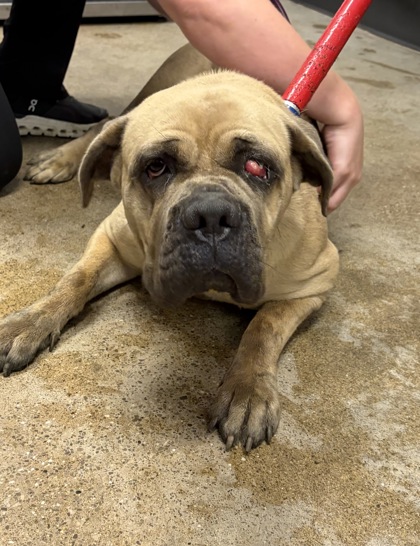 Shelter Stray Female Dog last seen Near EMPIRE, 5th District, OH, 9203 Detroit Ave, Cleveland, OH 44102, USA