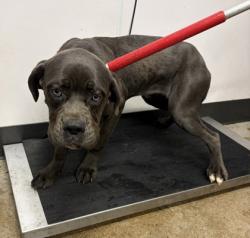 Shelter Stray Male Dog last seen Near EMPIRE, 5th District, OH, 9203 Detroit Ave, Cleveland, OH 44102, USA
