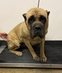 Shelter Stray Female Dog last seen Near EMPIRE, 5th District, OH, 9203 Detroit Ave, Cleveland, OH 44102, USA