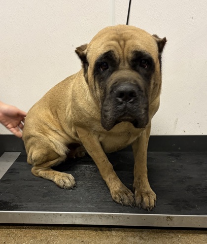 Shelter Stray Female Dog last seen Near EMPIRE, 5th District, OH, 9203 Detroit Ave, Cleveland, OH 44102, USA