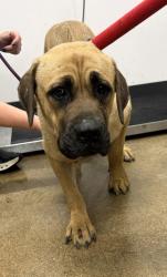 Shelter Stray Female Dog last seen Near EMPIRE, 5th District, OH, 9203 Detroit Ave, Cleveland, OH 44102, USA