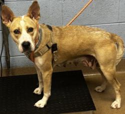 Shelter Stray Female Dog last seen Near Casa Drive, Pine Lake 30021, 30021, GA, 3280 Chamblee Dunwoody Rd, Chamblee, GA 30341, USA