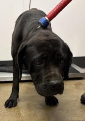 Shelter Stray Female Dog last seen Near EMPIRE, 5th District, OH, 9203 Detroit Ave, Cleveland, OH 44102, USA
