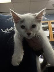 Shelter Stray Male Cat last seen Near Memorial Drive, Atlanta, GA, 30317, 30317, GA, 3280 Chamblee Dunwoody Rd, Chamblee, GA 30341, USA