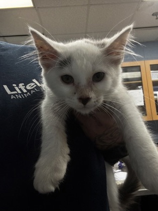 Shelter Stray Male Cat last seen Near Memorial Drive, Atlanta, GA, 30317, 30317, GA, 3280 Chamblee Dunwoody Rd, Chamblee, GA 30341, USA