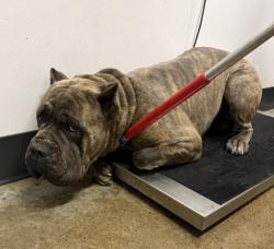 Shelter Stray Male Dog last seen Near EMPIRE, 5th District, OH, 9203 Detroit Ave, Cleveland, OH 44102, USA