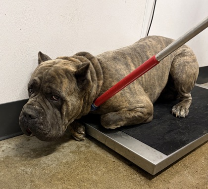 Shelter Stray Male Dog last seen Near EMPIRE, 5th District, OH, 9203 Detroit Ave, Cleveland, OH 44102, USA
