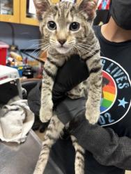 Shelter Stray Male Cat last seen Near Stone Mountain Hwy, Snellville, GA 30078, Other - Out of County, GA, 3280 Chamblee Dunwoody Rd, Chamblee, GA 30341, USA
