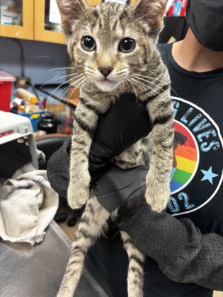 Shelter Stray Male Cat last seen Near Stone Mountain Hwy, Snellville, GA 30078, Other - Out of County, GA, 3280 Chamblee Dunwoody Rd, Chamblee, GA 30341, USA