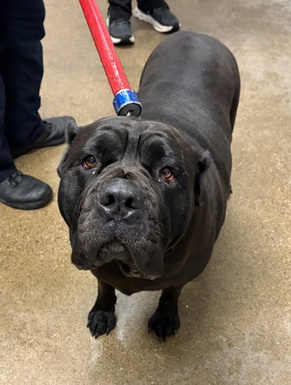 Shelter Stray Female Dog last seen Near EMPIRE, 5th District, OH, 9203 Detroit Ave, Cleveland, OH 44102, USA