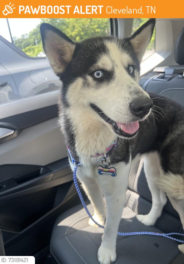 Found/Stray Female Dog last seen Near Momentum training center, Cleveland, TN 37323