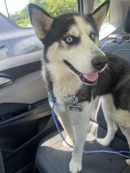 Found/Stray Female Dog last seen Near Momentum training center, Cleveland, TN 37323