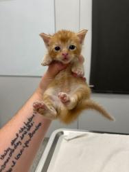 Shelter Stray Male Cat last seen Crabapple Ln & Hickory Rd, KCMO, 64129, 64129, MO, 7077 Elmwood Ave, Kansas City, MO 64132, USA