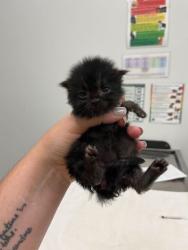Shelter Stray Male Cat last seen Near Block of Bellefontaine, KCMO 64132, 64132, MO, 7077 Elmwood Ave, Kansas City, MO 64132, USA