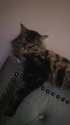 Lost Female Cat last seen Cockington walk eggbuckland, Plymouth, England 