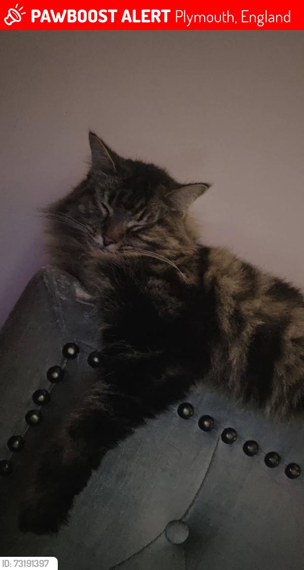 Lost Female Cat last seen Cockington walk eggbuckland, Plymouth, England 