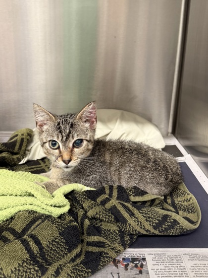 Shelter Stray Female Cat last seen Near Olmadison Pl, South Fulton,, 1251 Fulton Industrial Blvd NW, Atlanta, GA 30336, USA