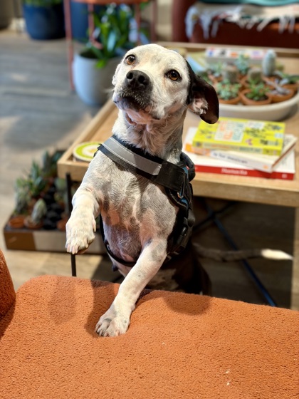Shelter Stray Female Dog last seen Near Houma Ave, El Paso, Texas 79928, United Stat, CITY of El Paso, TX, 5001 Fred Wilson Ave, El Paso, TX 79906, USA