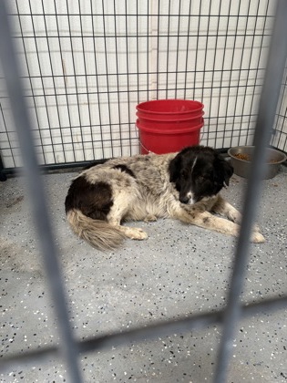 Shelter Stray Unknown Dog last seen Near Maxine, Socorro,, 5001 Fred Wilson Ave, El Paso, TX 79906, USA
