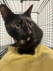 Shelter Stray Female Cat last seen Near Wilder Pl, Knox County GP, TN, 3201 Division St, Knoxville, TN 37919, USA