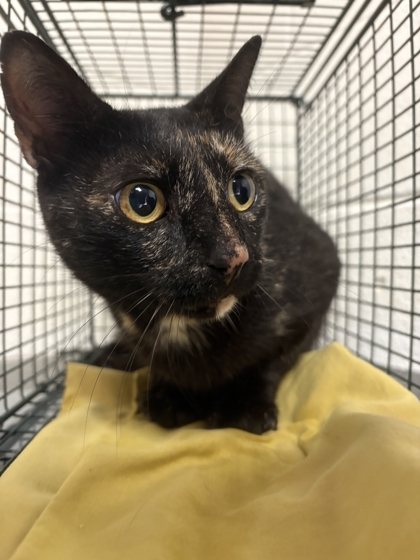 Shelter Stray Female Cat last seen Near Wilder Pl, Knox County GP, TN, 3201 Division St, Knoxville, TN 37919, USA