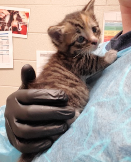 Shelter Stray Female Cat last seen Alexandria, VA, 223036, Richmond Hwy &HollyHillRd, Fairfax County, VA, 4500 West Ox Rd, Fairfax, VA 22030, USA