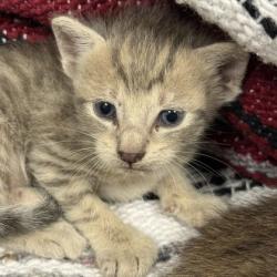Shelter Stray Male Cat last seen Westward Ho & SH 6 S, Brazos County, TX, 5359 Leonard Rd, Bryan, TX 77807, USA