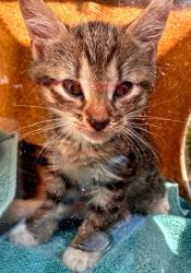 Shelter Stray Female Cat last seen Alexandria, VA, 223036, Richmond Hwy &HollyHillRd, Fairfax County, VA, 4500 West Ox Rd, Fairfax, VA 22030, USA