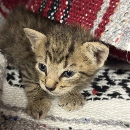 Shelter Stray Female Cat last seen Westward Ho & SH 6 S, Brazos County, TX, 5359 Leonard Rd, Bryan, TX 77807, USA