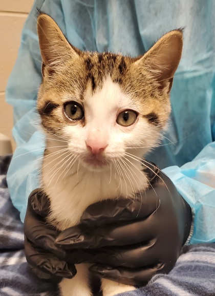 Shelter Stray Male Cat last seen Alexandria, VA, 223036, Richmond Hwy &HollyHillRd, Fairfax County, VA, 4500 West Ox Rd, Fairfax, VA 22030, USA