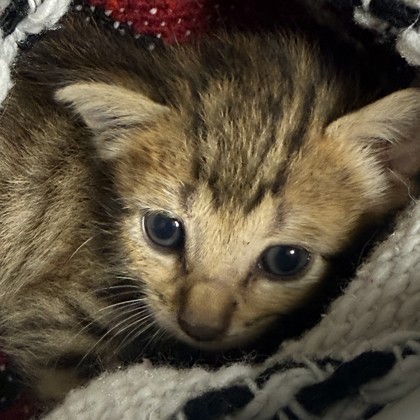 Shelter Stray Male Cat last seen Westward Ho & SH 6 S, Brazos County, TX, 5359 Leonard Rd, Bryan, TX 77807, USA