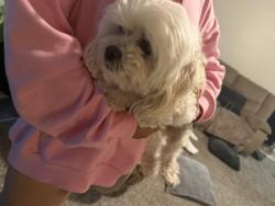 Reunited Female Dog last seen N 61 nash, Milwaukee, WI 53216