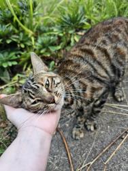 Found/Stray Female Cat last seen B29 6pj, West Midlands, England B29 6PJ